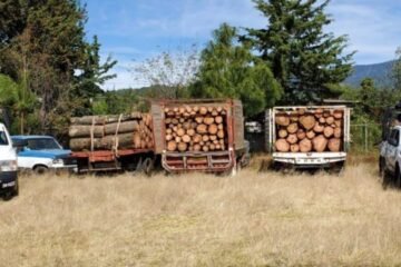 SSP asegura 3 vehículos cargados con madera presuntamente ilícita, en Ocampo