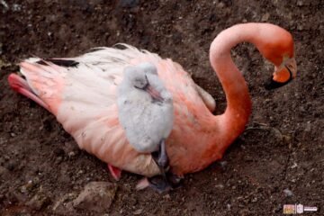 Zoo de Morelia trabaja para mantenerse entre los mejores 10 de Latinoamérica