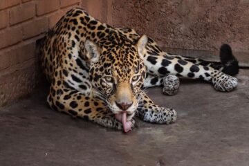 Pareja de jaguares llega al Zoo de Morelia con fines reproductivos