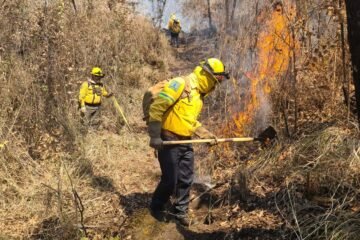 Combaten incendio forestal en Zapién y área de montaña del Parque Nacional