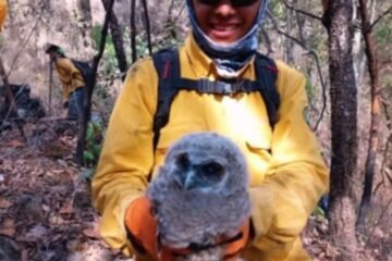 Brigadistas rescatan un búho cornudo y una gallinita de monte en incendios forestales