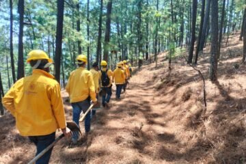 Controlado un 80 % incendio forestal en Hidalgo: Cofom