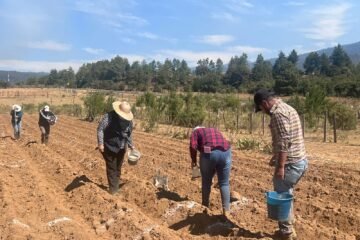 Reintroducen maíz nativo en cultivos de la Meseta Purépecha