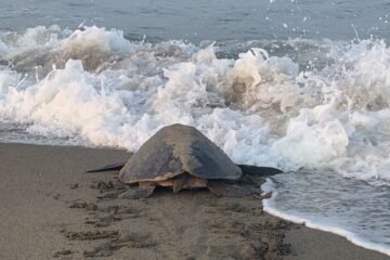 ¡Impresionante! Llegan a playas de Michoacán las primeras tortugas marinas de la temporada