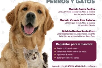 SSM cuenta con 3 módulos de esterilización canina y felina en Morelia