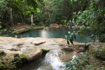 Michoacán protege más de 31 mil hectáreas de bosques tropicales secos