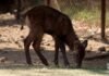 Imparable la cigüeña en el zoológico; nacen 7 crías de antílopes