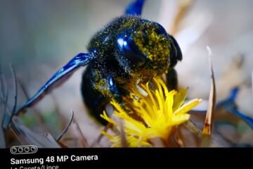 Exponen sobre polinizadores en Museo del Agua Iorhekua