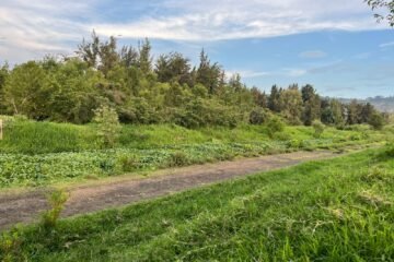 Inician la campaña: Dona Ahuejotes para el Parque Urbano Ecológico de Uruapan 