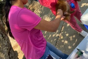 Casi 10 mil vacunas contra la rabia se han aplicado en Uruapan de forma gratuita