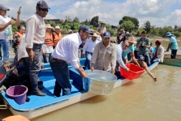 Arranca Gobierno estatal siembra de 50 mil crías de pescado blanco en el lago de Pátzcuaro