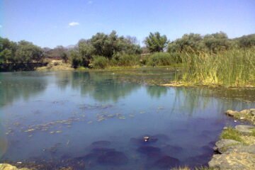Secma reforesta La Mintzita con especies en peligro de extinción