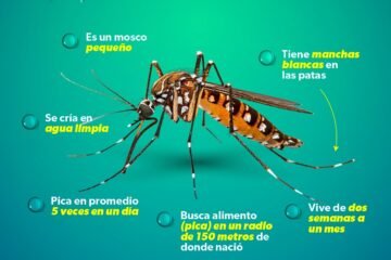 Conoce cómo actúa y luce el mosco transmisor del dengue