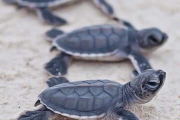 Proyectan liberar 2 millones de tortugas marinas