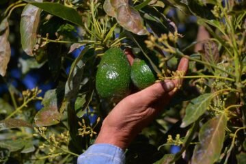 Michoacán produce el 75 % del aguacate mexicano: Sader