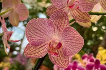 Fluye y relájate rodeado de orquídeas