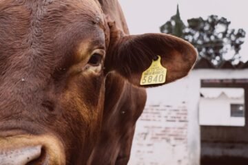 Llaman a productores pecuarios a actualizar información en Padrón Ganadero Nacional