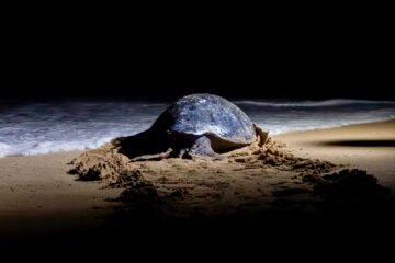 ¿Visitarás los campamentos tortugueros? Sigue estas recomendaciones de Compesca