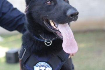 Chantal y Billie, las nuevas agentes caninas de la Guardia Civil Chantal y Billie, las nuevas agentes caninas de la Guardia Civil