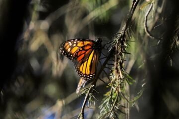 Ante millones de Mariposas Monarca, Michoacán vive un espectáculo único en el mundo: Bedolla