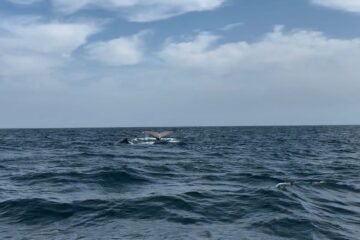 ¡Espectacular! Llegan ballenas a costas de Michoacán