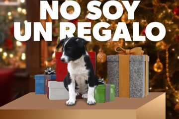 Por esta razón no debes regalar mascotas en Navidad