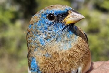 Esto es lo que debes hacer ante desplazamiento de fauna silvestre por incendios