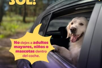En temporada de calor, no dejes solos a niños, adultos mayores o animales dentro de vehículos: SSM