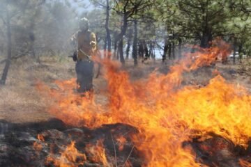 Extinguidos 7 incendios forestales: Cofom