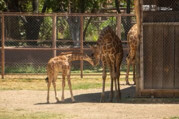 ¡Es momento de dejar tu huella! Ponle nombre a la nueva jirafita del Zoológico de Morelia