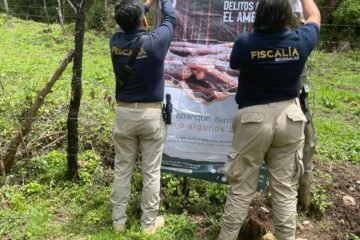 Cumplimenta FGE orden de cateo en predio relacionado con delitos contra el ambiente; se localizaron indicios de tala