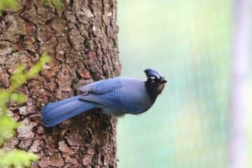 Rancho Viejo reúne a especialistas en aves para promover conservación