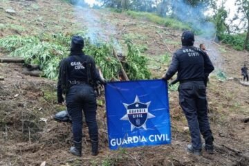 En Tuzantla, SSP y Defensa incineran más de mil 820 kilogramos de marihuana