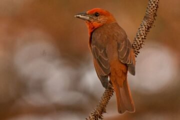 Festival de las Aves impulsa conciencia ambiental y turismo sostenible