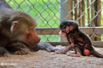 ¡Conoce a los bebés del zoológico de Morelia! Van 61 nacimientos en 2025