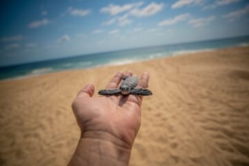 ¡Es momento de ver a las tortugas marinas en la costa de Michoacán!