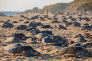 Logro para la naturaleza, temporada 2025 romperá récord de liberaciones de tortuga marina: Compesca