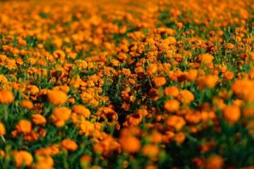 Flor de Cempasúchil, tesoro natural con aportaciones vitales para el medio ambiente: Secma