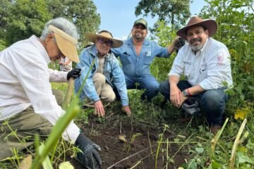 Producidos en vivero más de 400 árboles de zapote prieto para su preservación: Secma
