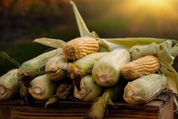 Este viernes, habrá mesa de trabajo entre productores michoacanos de maíz y autoridades federales: Bedolla