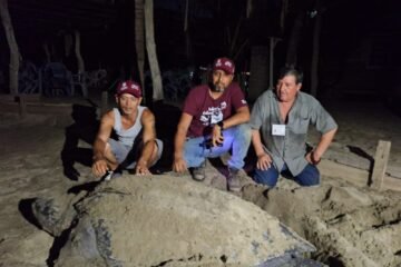 Llegan primeras tortugas laúd a la costa de Michoacán: Compesca