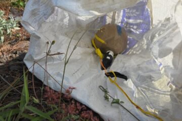 SSP desactiva artefacto explosivo en Nuevo Parangaricutiro