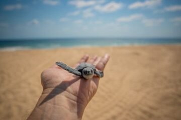 🐢¡Michoacán libera más de medio millón de crías de tortuga marina en solo un mes!