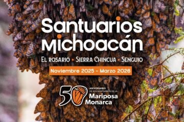 Senguio invita a visitar santuario de las Mariposas Monarca esta temporada: Sectur