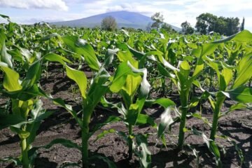 Productores y escuelas rurales reciben apoyo de maíz con alto contenido proteico: Sader