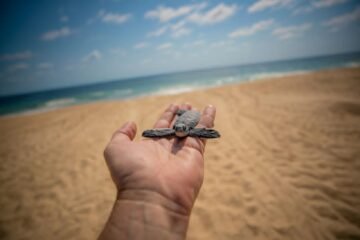Descubre el santuario de las tortugas marinas en la Costa Michoacana y sé testigo de su nacimiento