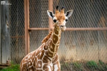 Mañana la nueva jirafita del Zoológico de Morelia saldrá por primera vez para integrarse con su nueva familia