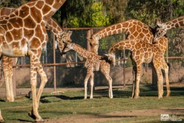 Luciano, el nombre de la jirafita del Zoológico de Morelia