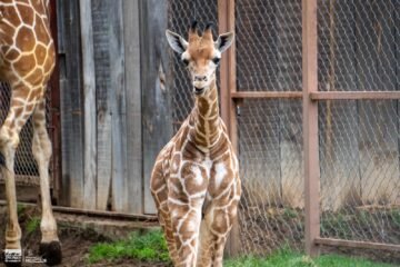 ¡A votar! Abre Zoológico convocatoria para nombrar a su nueva cría de jirafa