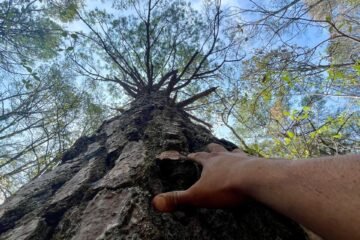 Inicia el año conectando con la naturaleza en el Cerro del Águila: Secma